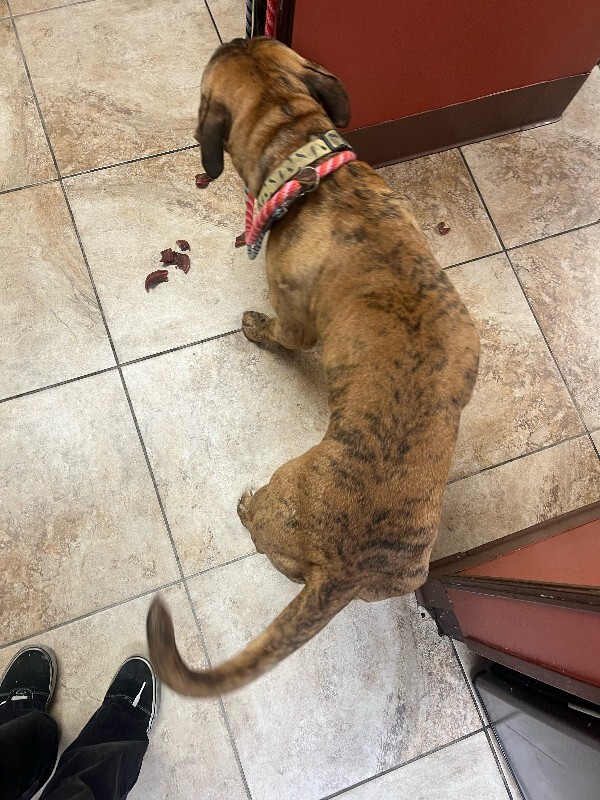 View Lightning Bolt the Dog Photo #4