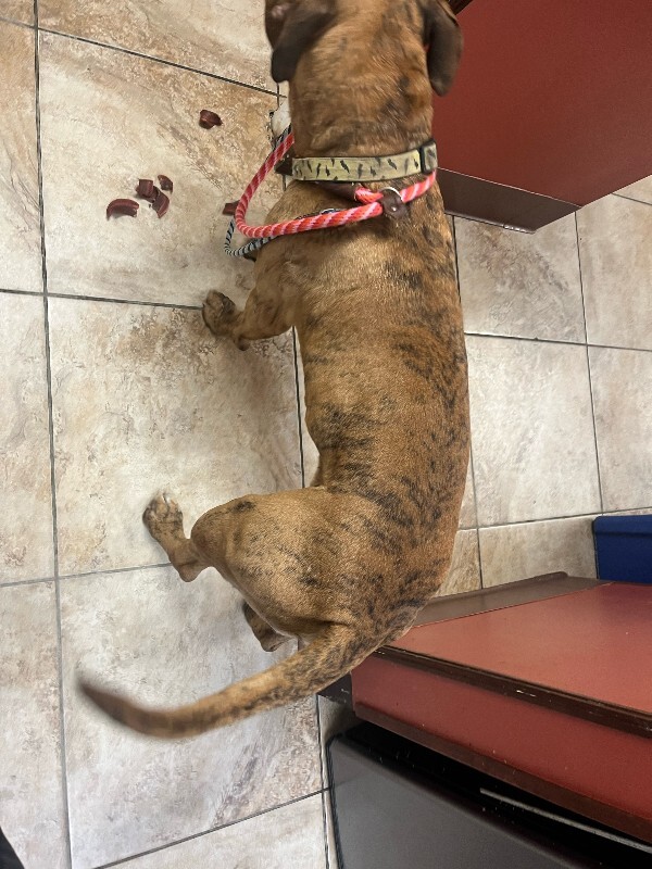 View Lightning Bolt the Dog Photo #3