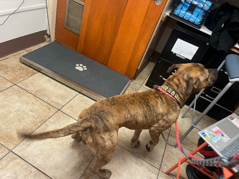 View Lightning Bolt the Dog Photo #2