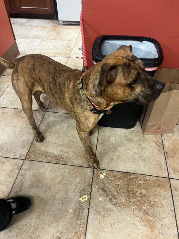 View Lightning Bolt the Dog Photo #5