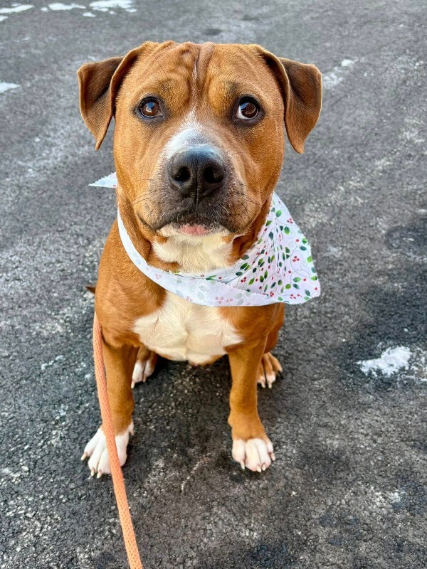 View Devin the Dog Photo #3