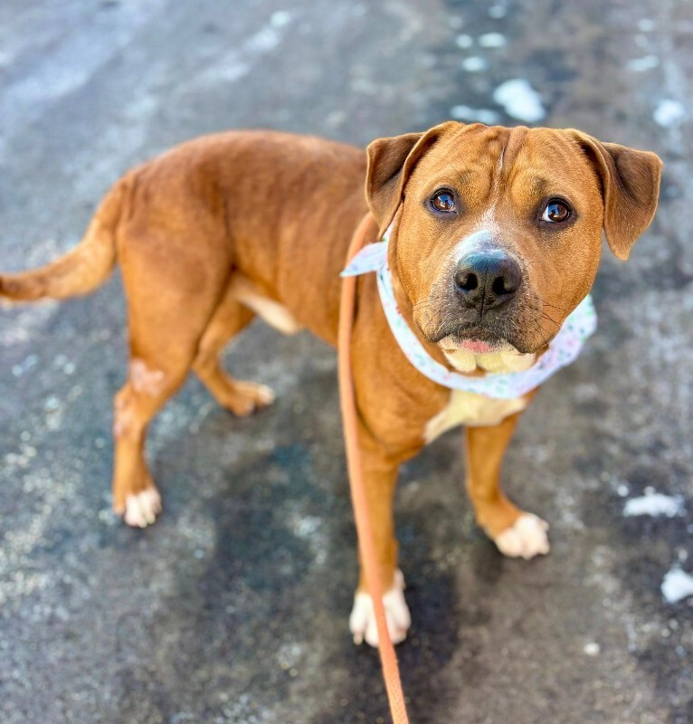 View Devin the Dog Photo #2