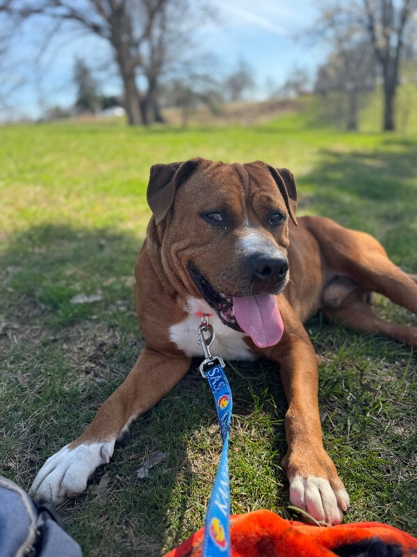 View Devin the Dog Photo #17