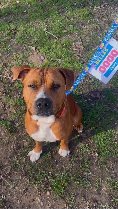 View Devin the Dog Photo #15