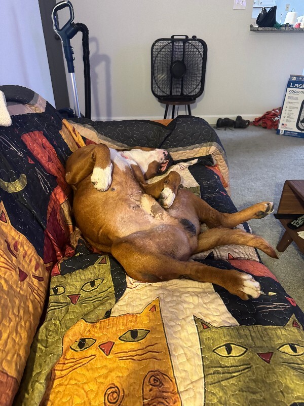 View Devin the Dog Photo #18