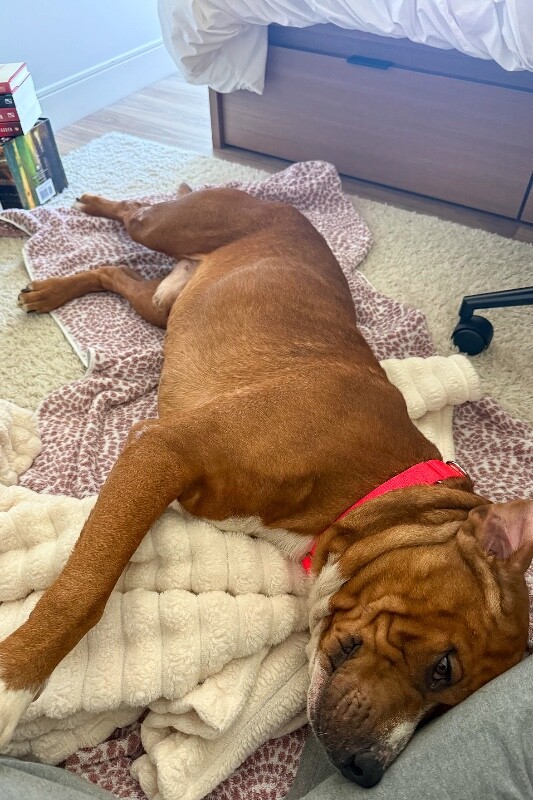 View Devin the Dog Photo #7