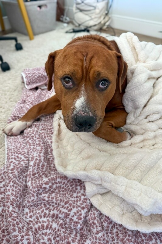 View Devin the Dog Photo #9