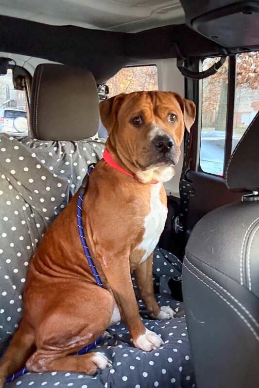 View Devin the Dog Photo #5