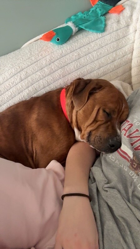 View Devin the Dog Photo #8