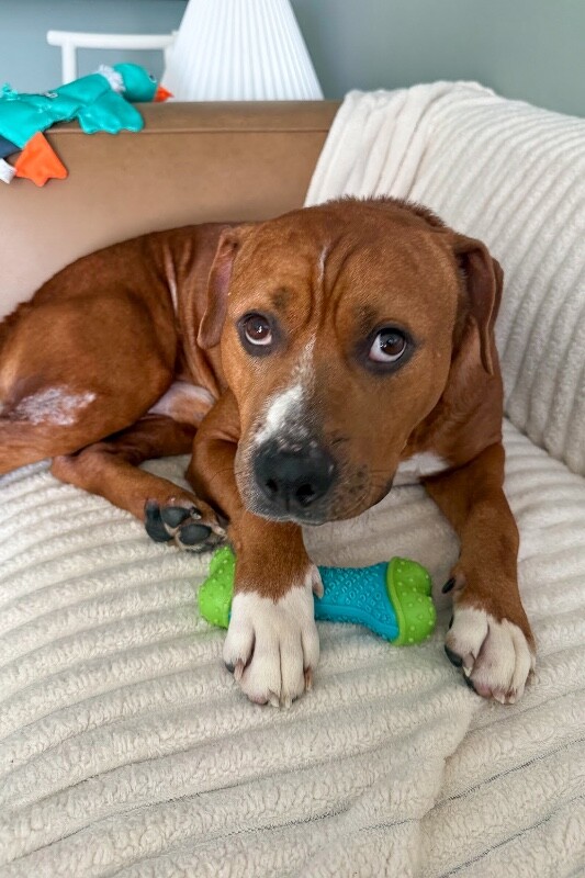 View Devin the Dog Photo #11