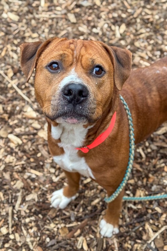 View Devin the Dog Photo #13