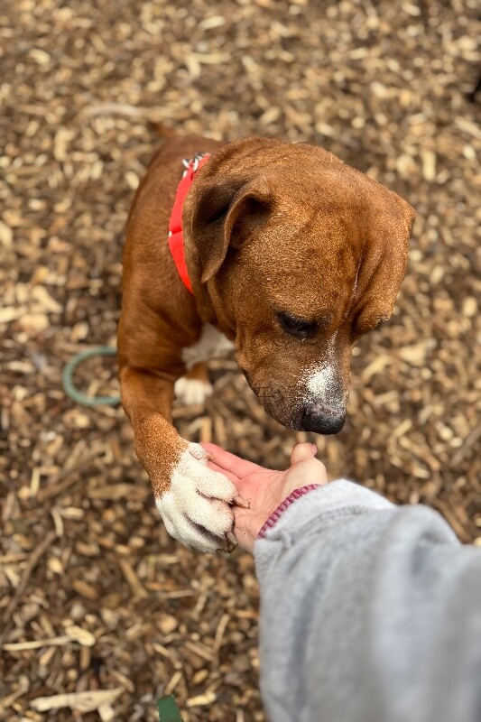 View Devin the Dog Photo #12