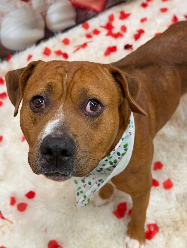 View Devin the Dog Photo #10