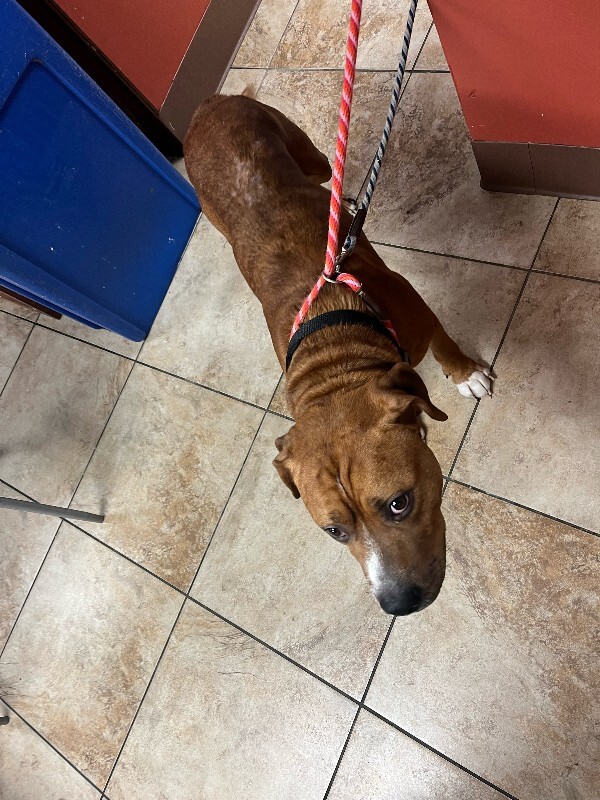 View Devin the Dog Photo #2