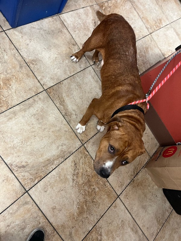 View Devin the Dog Photo #4