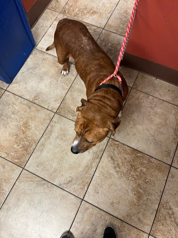 View Devin the Dog Photo #3