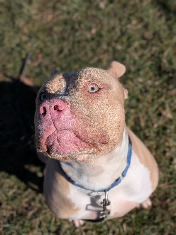 View Yapper the Dog Photo #2