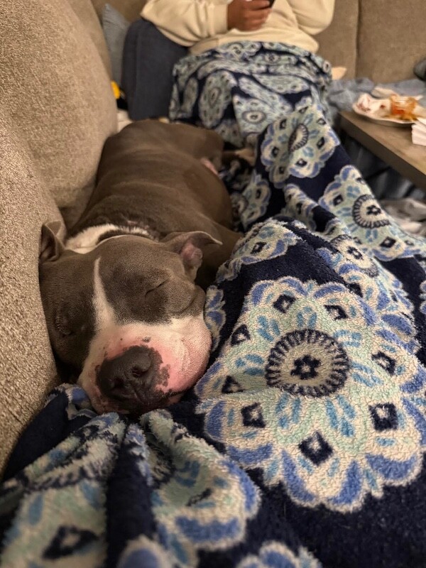 View Janis Joplin the Dog Photo #5