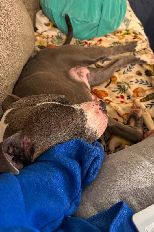 View Janis Joplin the Dog Photo #3