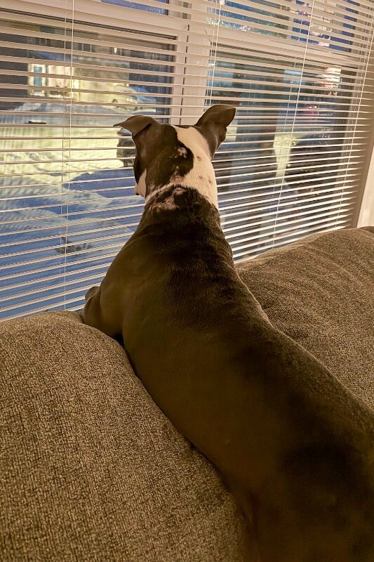 View Janis Joplin the Dog Photo #4