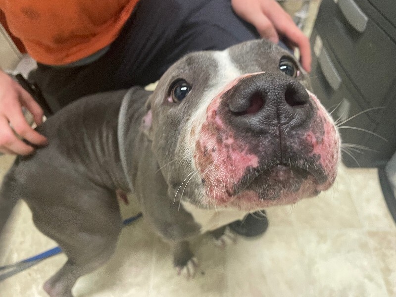 View Janis Joplin the Dog Photo #2