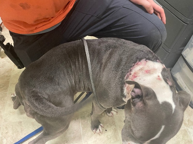 View Janis Joplin the Dog Photo #3