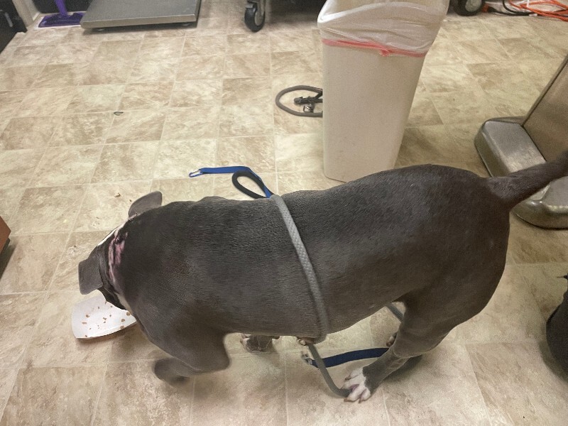 View Janis Joplin the Dog Photo #4