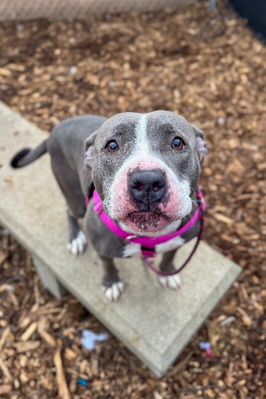 View Janis Joplin the Dog Photo #8