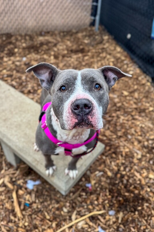 View Janis Joplin the Dog Photo #6