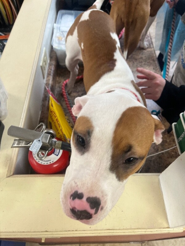 View Reagan the Dog Photo #4