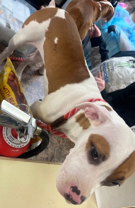 View Reagan the Dog Photo #3