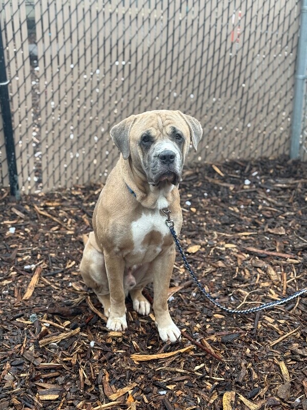 View Haggar the Dog Photo #2