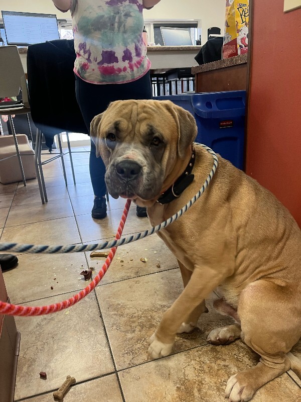 View Haggar the Dog Photo #4