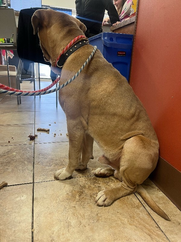 View Haggar the Dog Photo #5