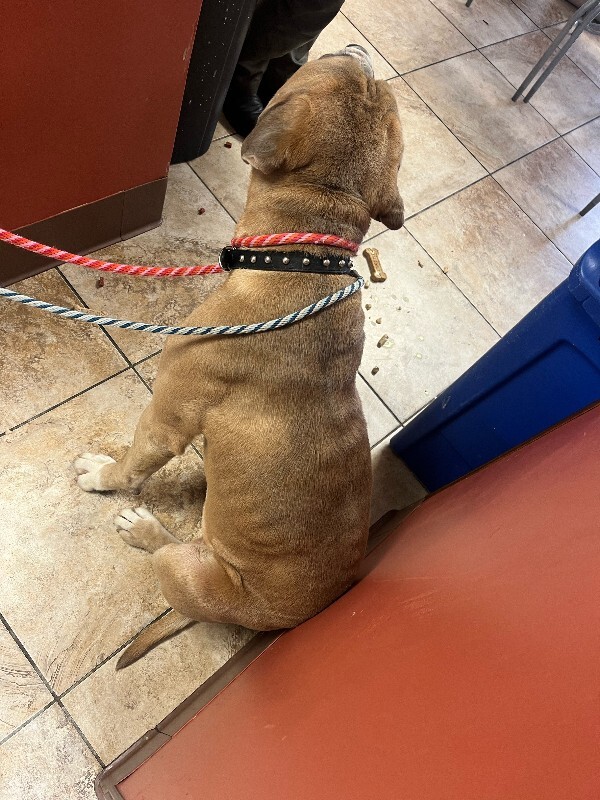 View Haggar the Dog Photo #6