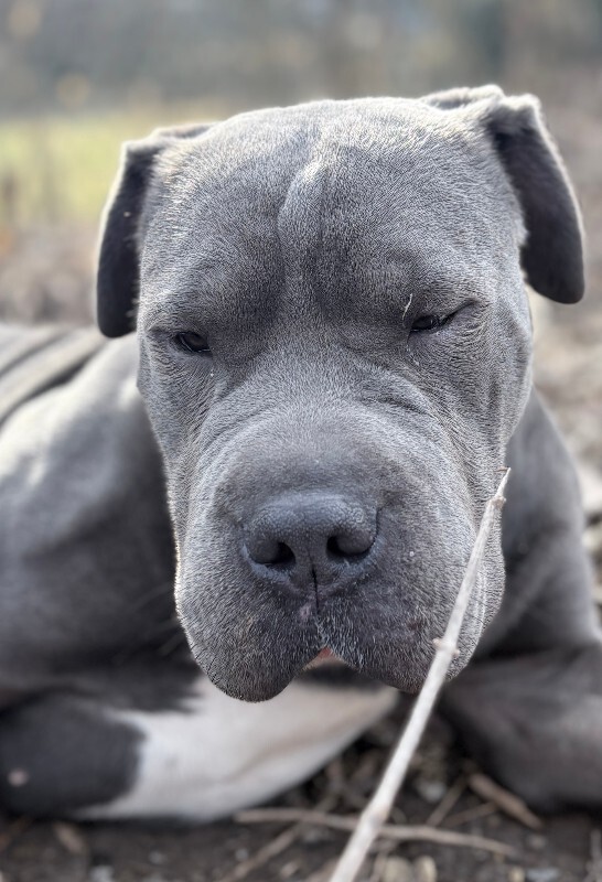 Learn More About this dog IMG 0667