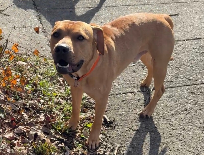 Learn More About this dog IMG 0662