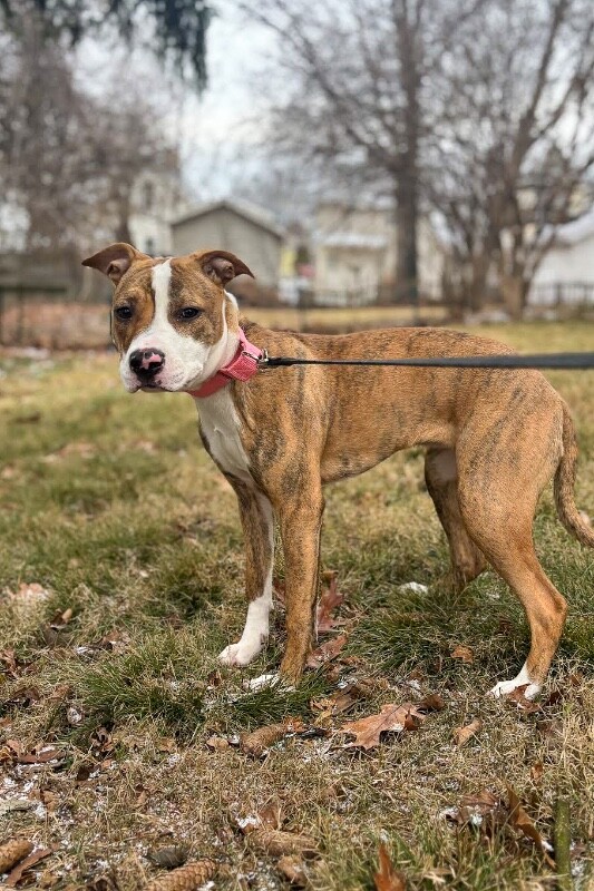 View Princess Jasmine the Dog Photo #4