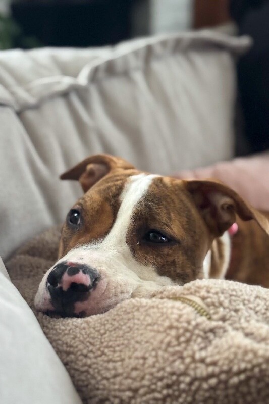 View Princess Jasmine the Dog Photo #2