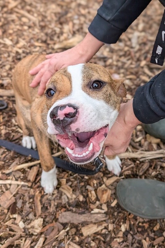 View Princess Jasmine the Dog Photo #7