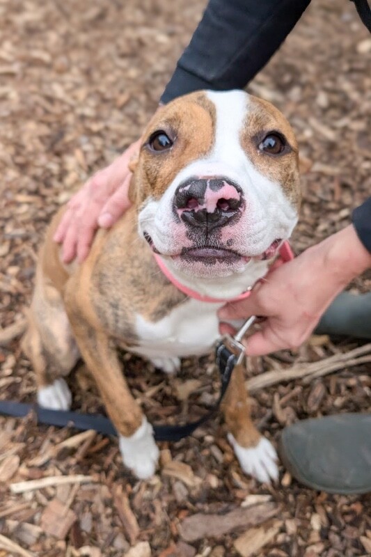 View Princess Jasmine the Dog Photo #3