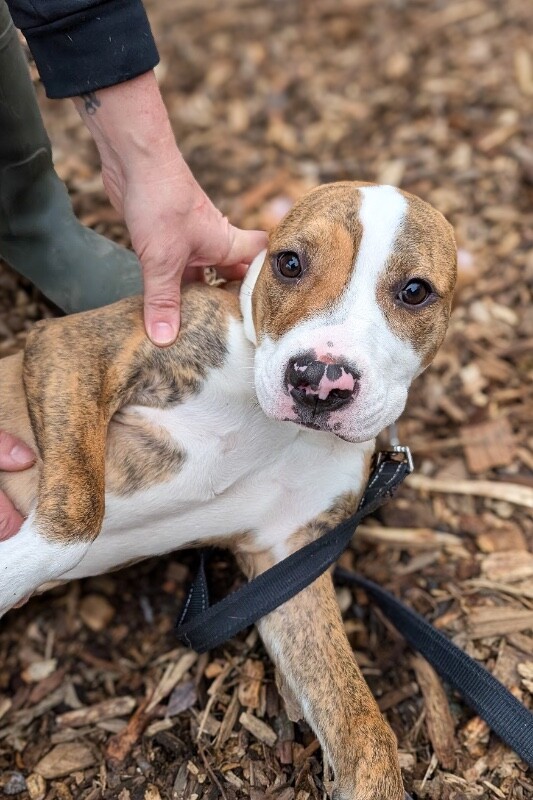 View Princess Jasmine the Dog Photo #6