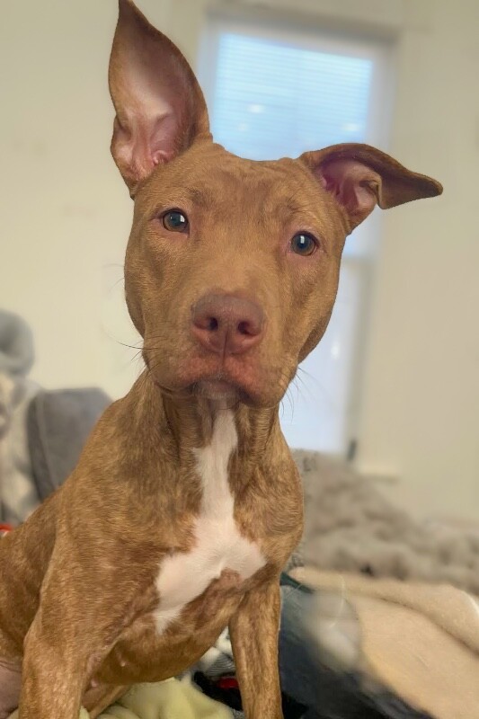 View Butter Gnocchi the Dog Photo #8