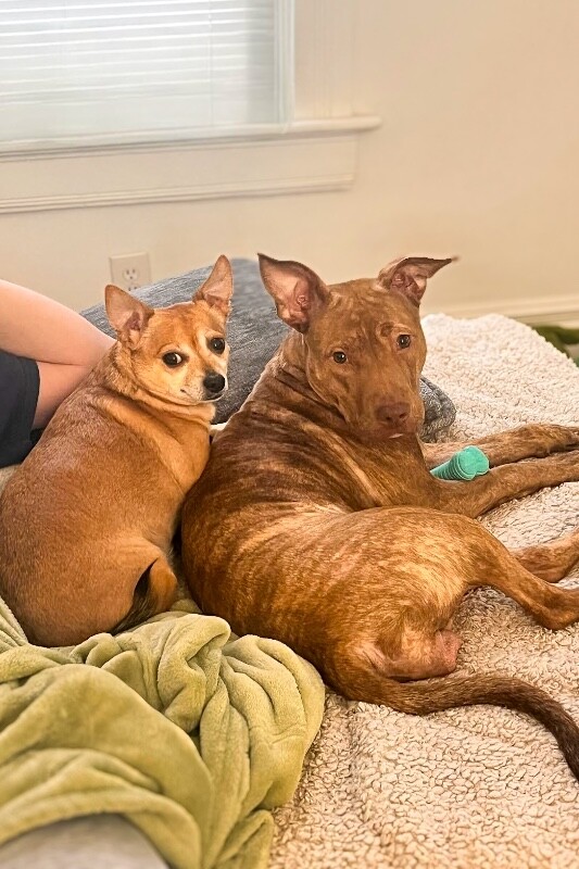 View Butter Gnocchi the Dog Photo #7