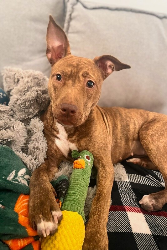 View Butter Gnocchi the Dog Photo #6