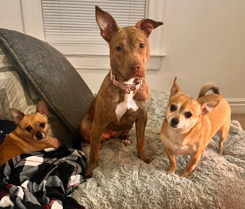 View Butter Gnocchi the Dog Photo #3