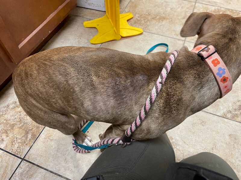 View Butter Gnocchi the Dog Photo #2