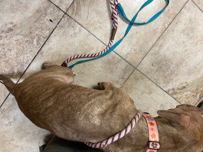 View Butter Gnocchi the Dog Photo #3