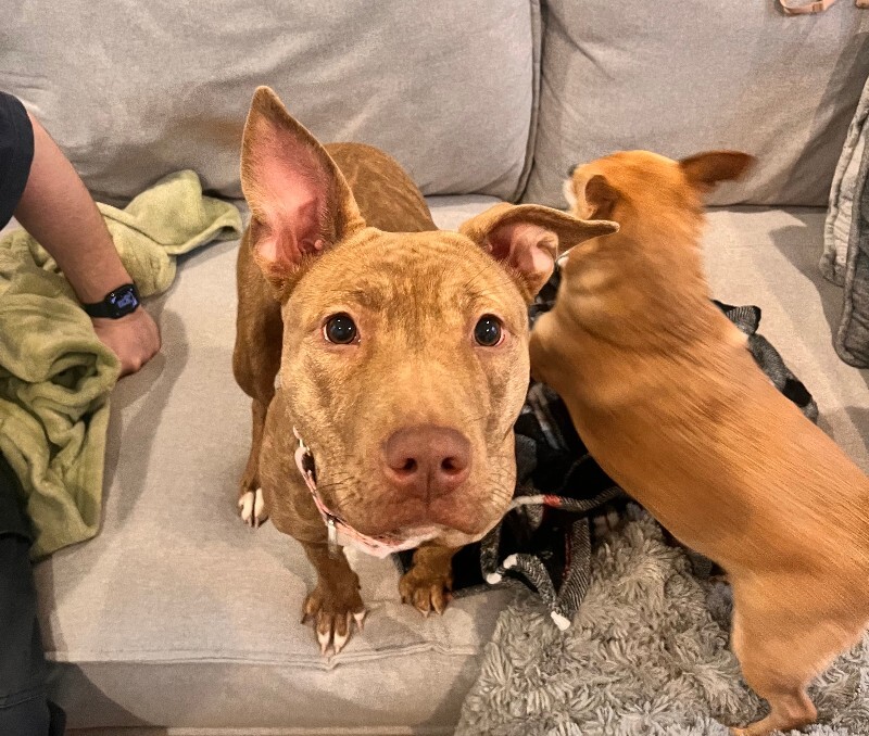 View Butter Gnocchi the Dog Photo #4