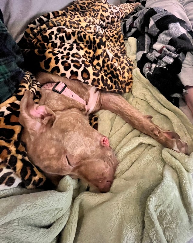 View Butter Gnocchi the Dog Photo #2